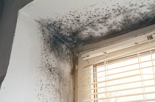 Trusted Black Mold Removal service in Grandville, MI - Cheap Mold Removal