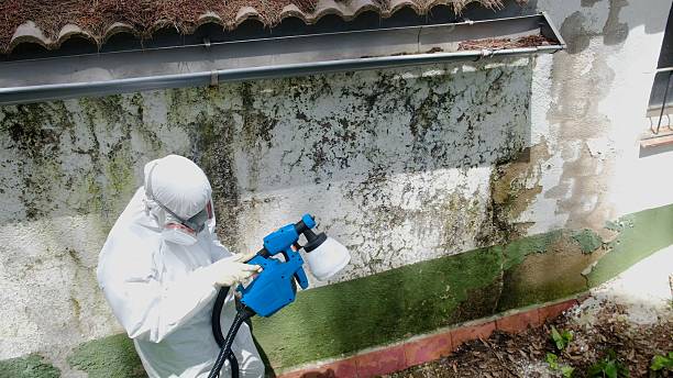 Trusted Attic Mold Removal service in Grandville, MI - Cheap Mold Removal